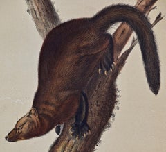 Original Audubon Hand Colored Lithograph of a "Pennant's Marten or Fisher"