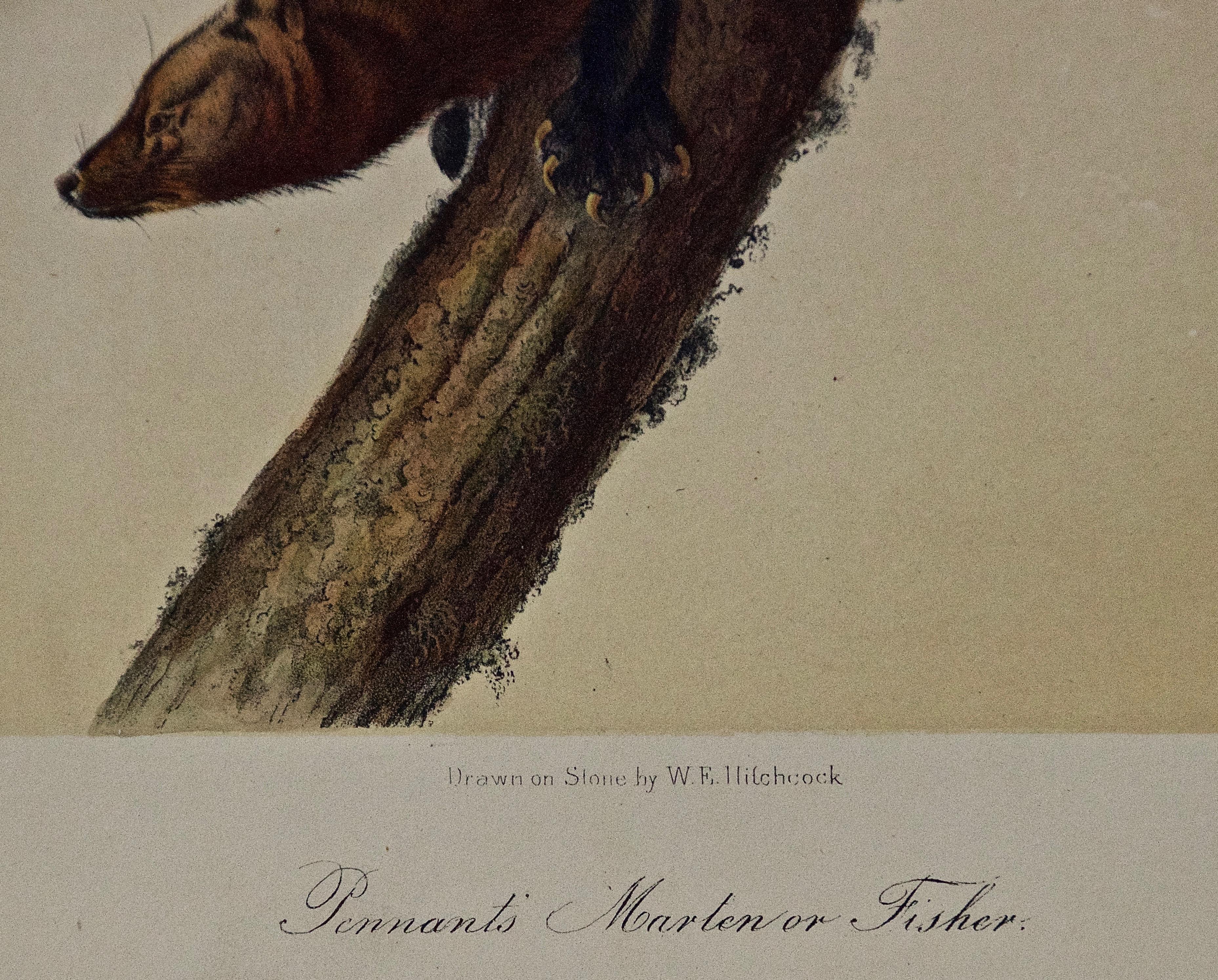 Lithographie originale d'Audubon colorée à la main d'un « Marten ou pêcheur de fantôme » - Naturalisme Print par John James Audubon