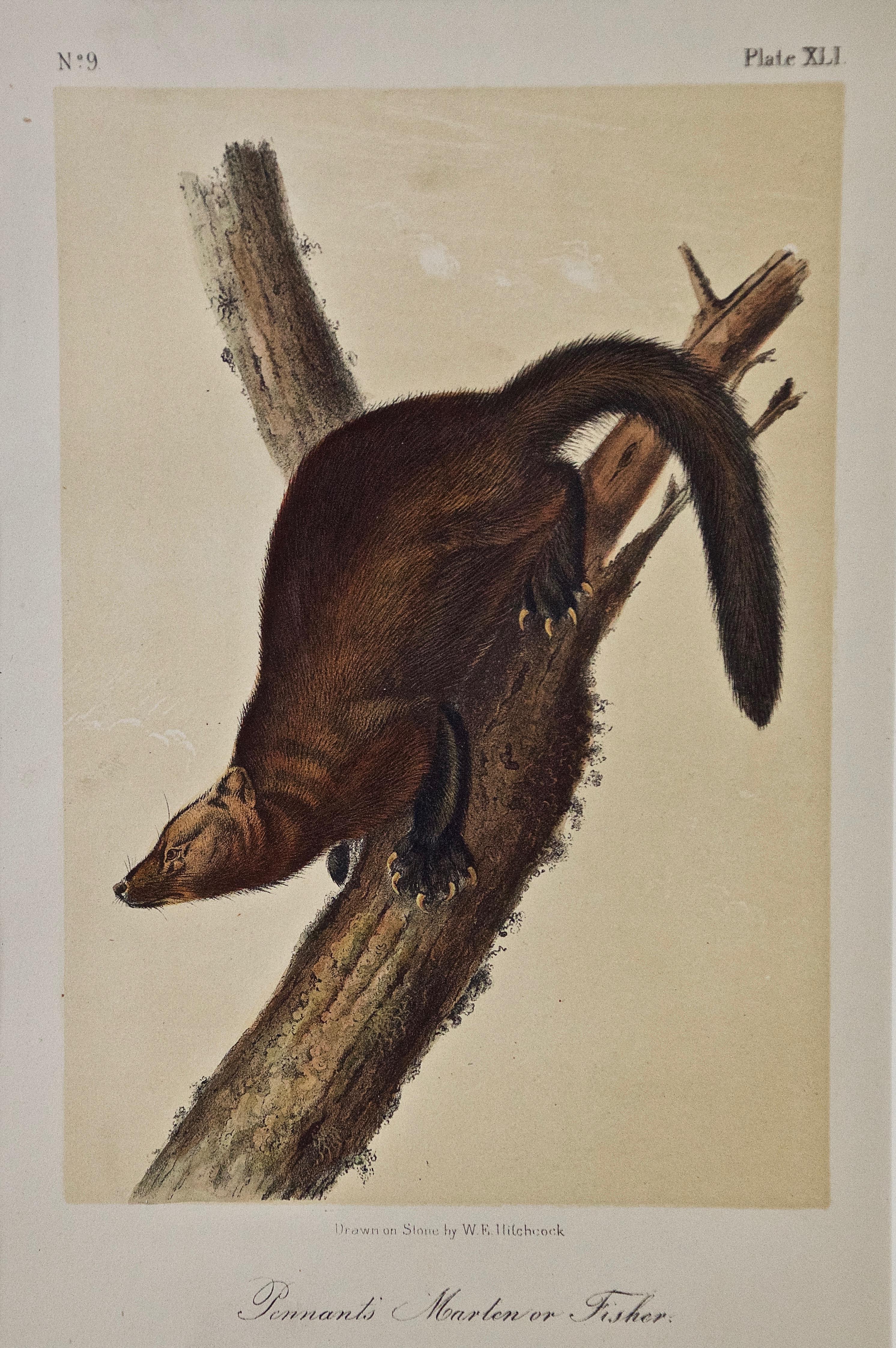 Original Audubon Hand Colored Lithograph of a "Pennant's Marten or Fisher"