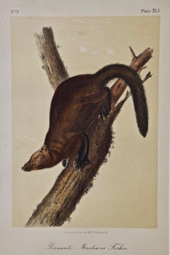 Original Audubon Hand Colored Lithograph of a "Pennant's Marten or Fisher"