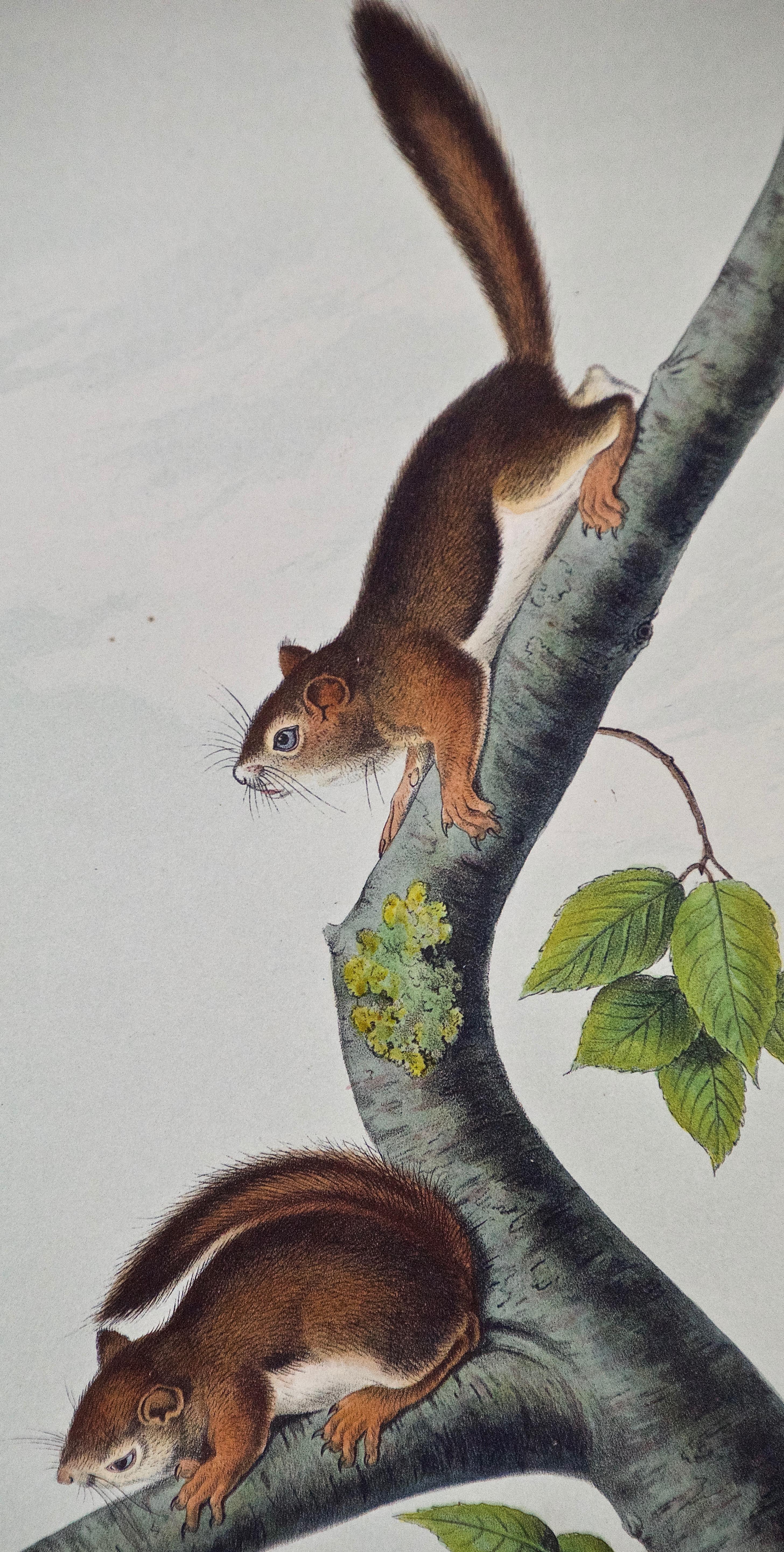 Handkolorierte Lithographie eines „Richardson's Columbian Squirrel“ von Audubon – Print von John James Audubon
