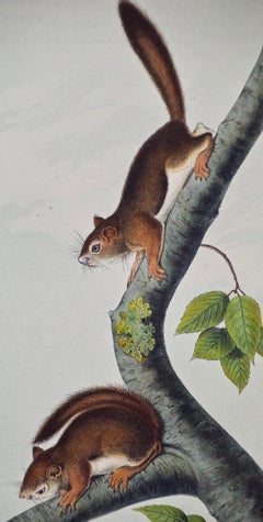 Original Audubon Hand Colored Lithograph of a "Richardson's Columbian Squirrel"