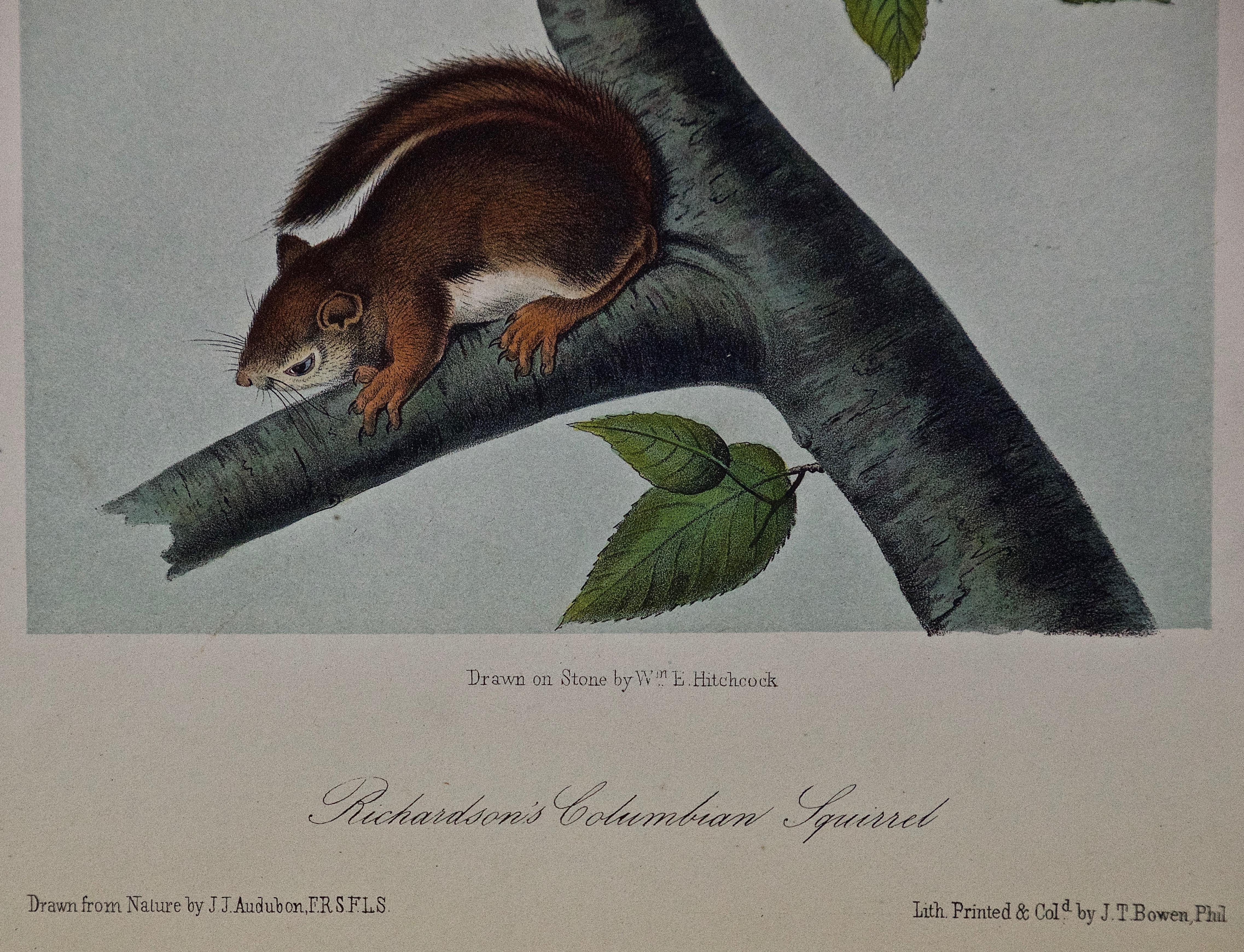Handkolorierte Lithographie eines „Richardson's Columbian Squirrel“ von Audubon (Naturalismus), Print, von John James Audubon