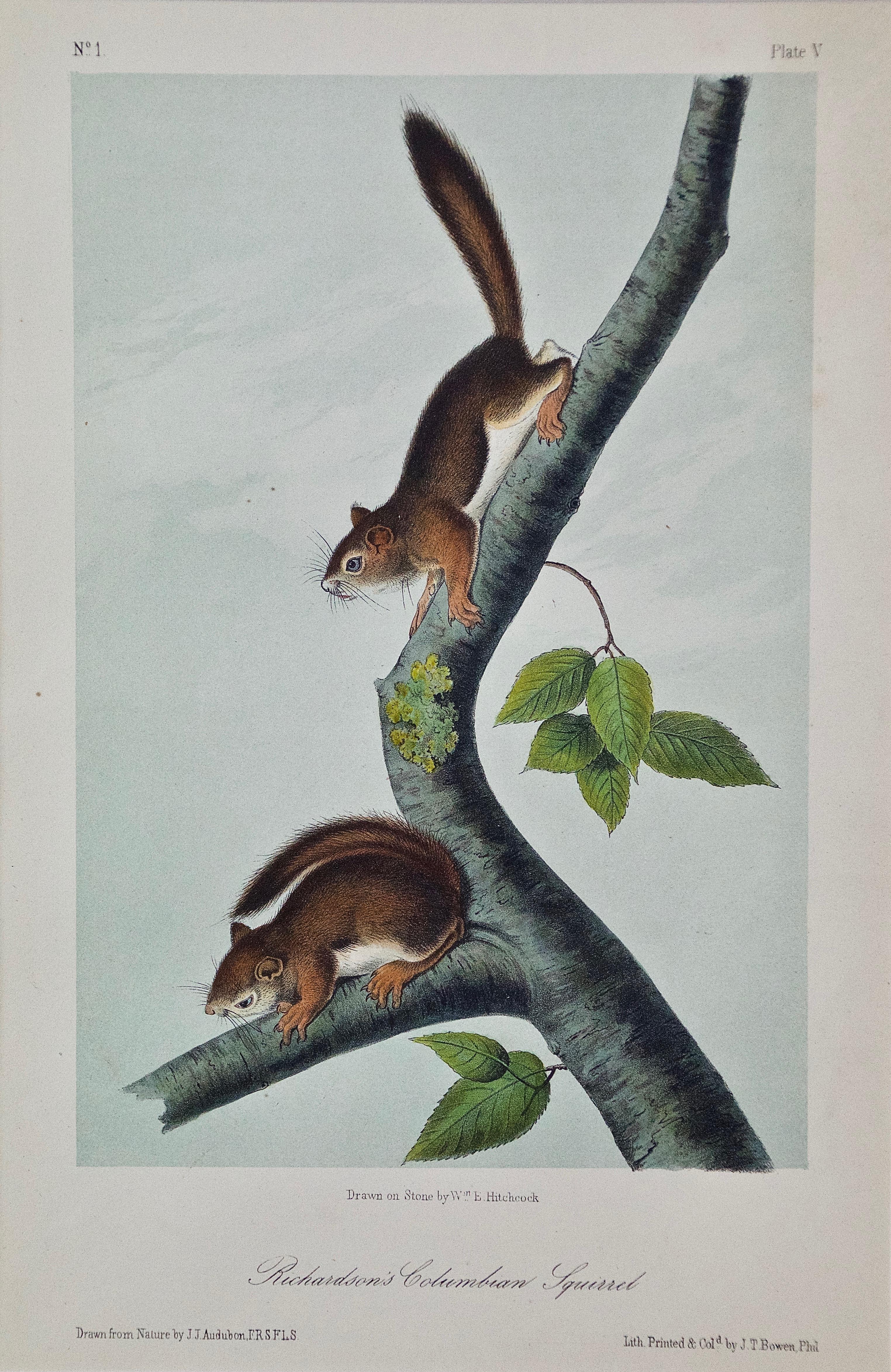 John James Audubon Animal Print - Original Audubon Hand Colored Lithograph of a "Richardson's Columbian Squirrel"