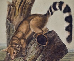 Original Audubon Hand Colored Lithograph of a "Ring Tailed Bassaris"