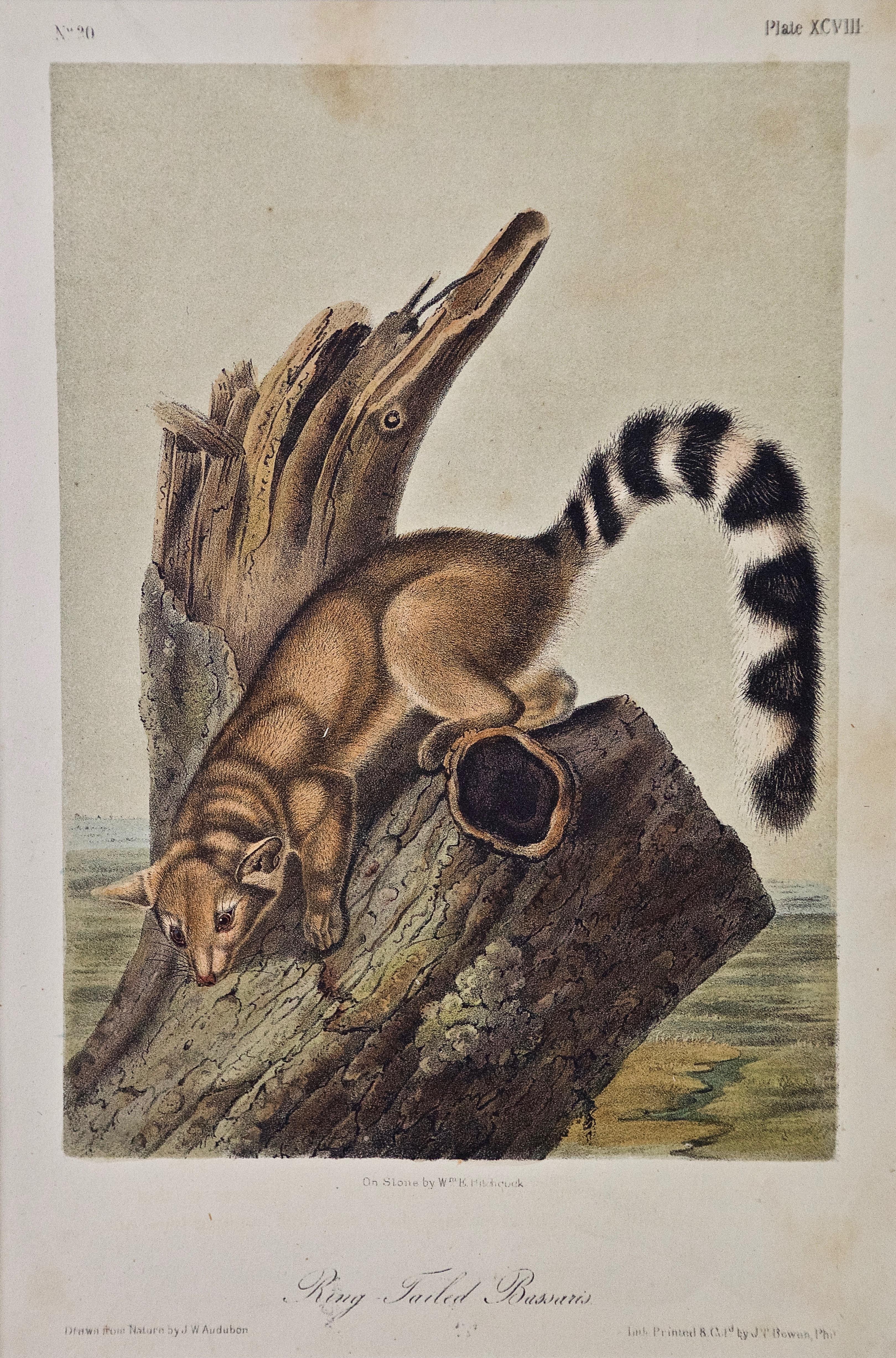 John James Audubon Animal Print - Original Audubon Hand Colored Lithograph of a "Ring Tailed Bassaris"