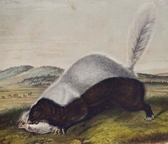 Original Audubon Hand Colored Lithograph of a "Texan Skunk"