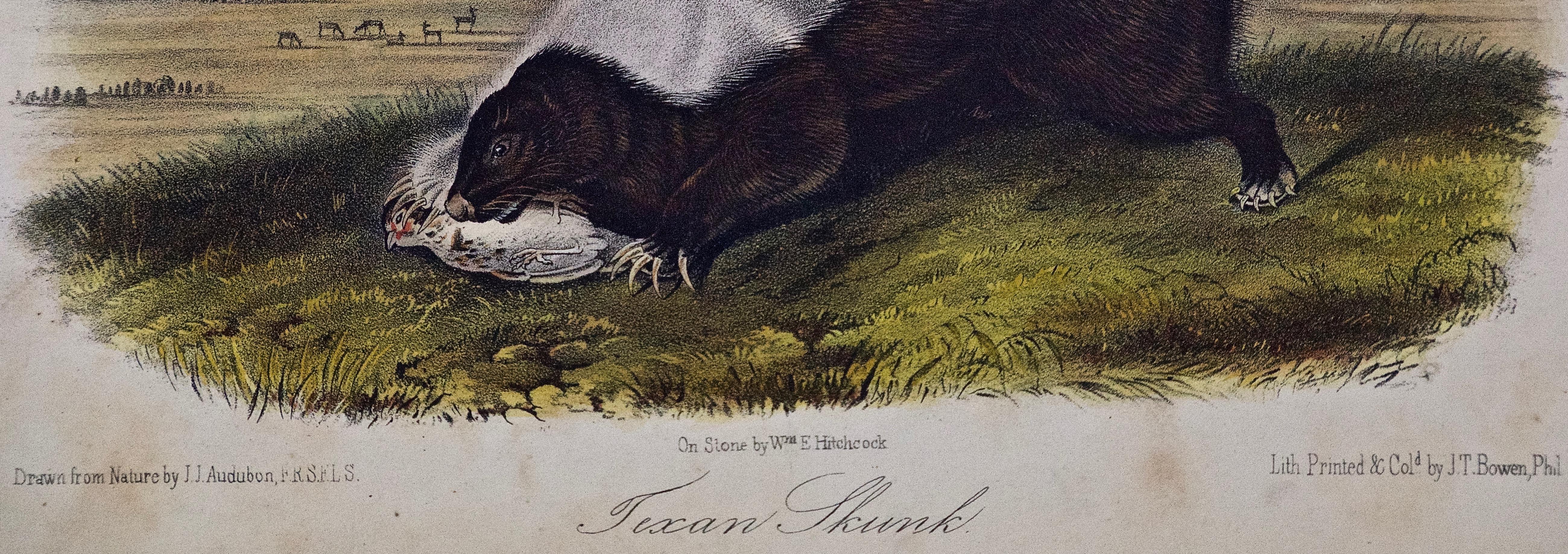 john james audubon lithographs