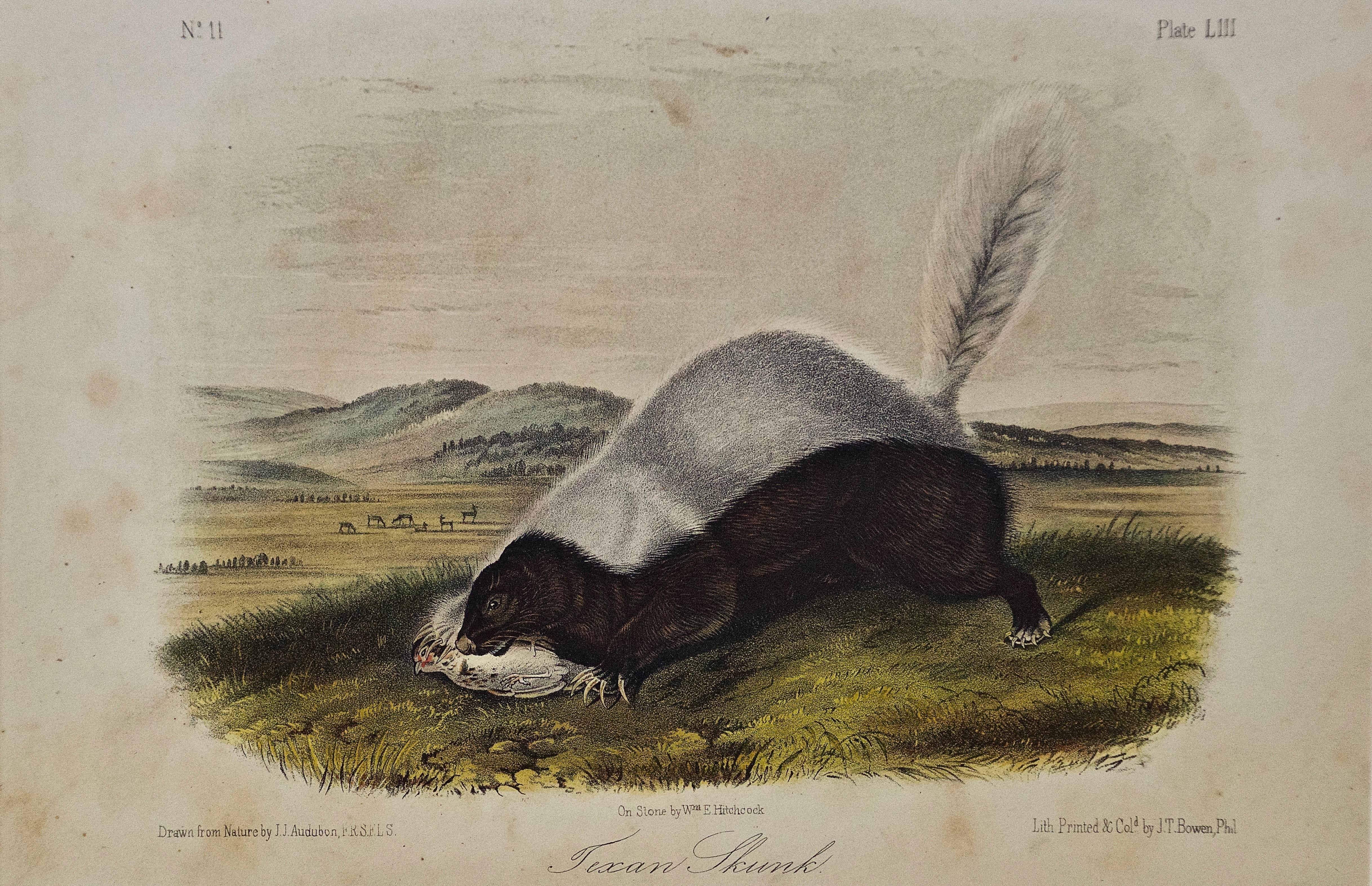 John James Audubon Animal Print - Original Audubon Hand Colored Lithograph of a "Texan Skunk"