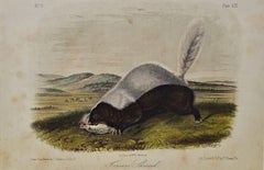 Original Audubon Hand Colored Lithograph of a "Texan Skunk"