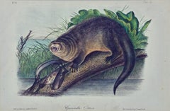 Original Audubon Hand Colored Lithograph of "Canada Otter"