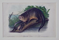 Antique Original Audubon Hand Colored Lithograph of "Canada Otter"