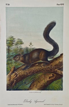 "Dusky Squirrel" an Original Audubon Hand Colored Lithograph