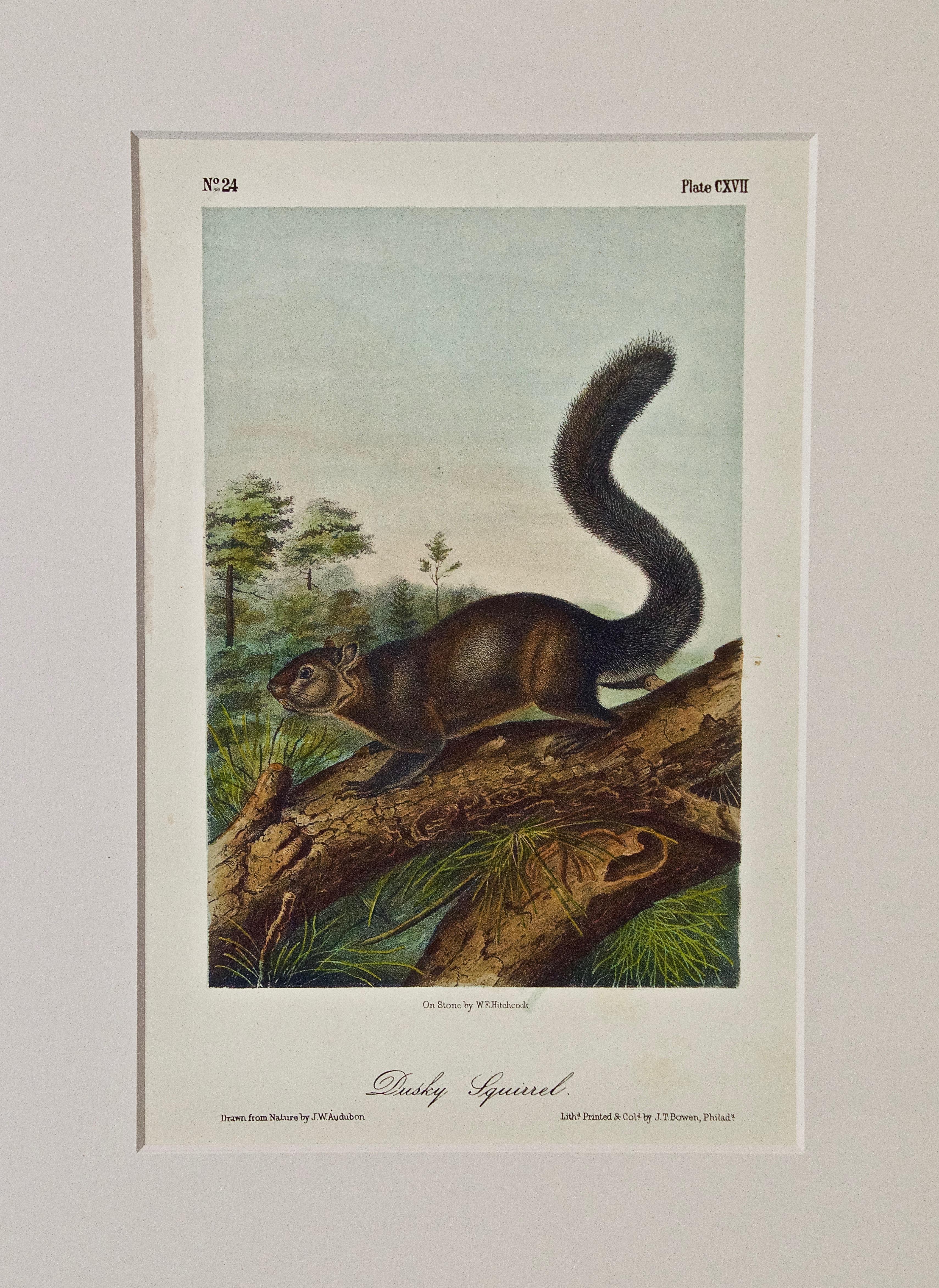 John James Audubon Landscape Print - "Dusky Squirrel" an Original Audubon Hand Colored Lithograph
