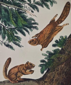 Original Audubon Hand Colored Lithograph of Flying Squirrels