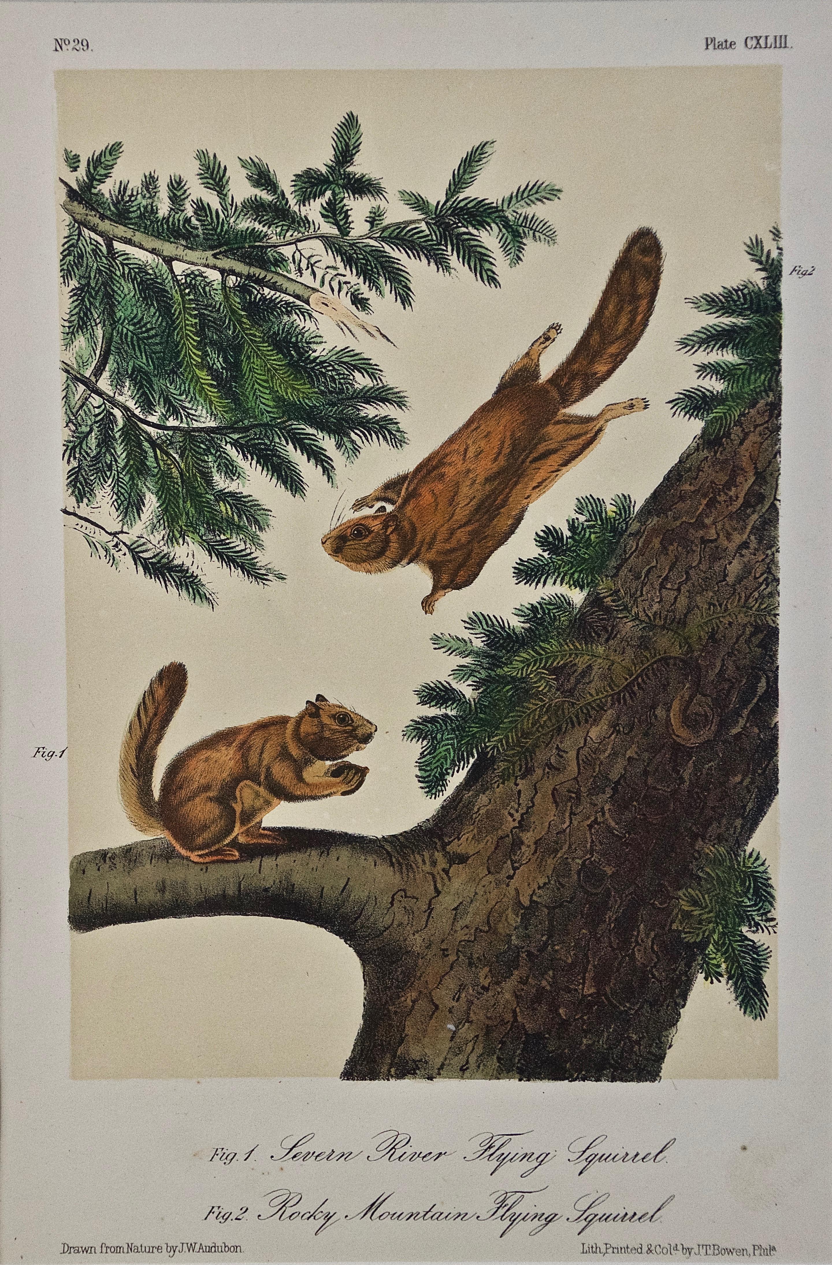 Flying Squirrels: An Original Audubon Hand-colored Lithograph  - Print by John James Audubon