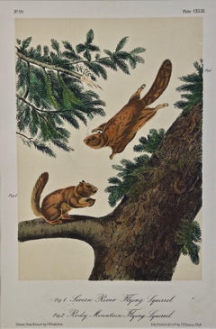 Original Audubon Hand Colored Lithograph of Flying Squirrels