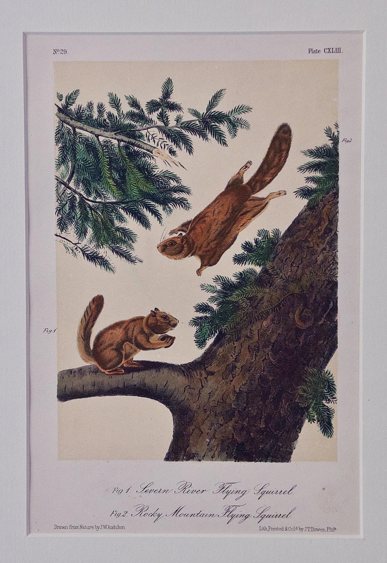 John James Audubon Animal Print - Flying Squirrels: An Original Audubon Hand-colored Lithograph 