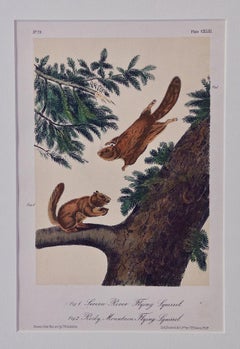 Antique Flying Squirrels: An Original Audubon Hand-colored Lithograph 