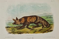 Original Audubon Hand Colored Lithograph of "Jackall Fox"