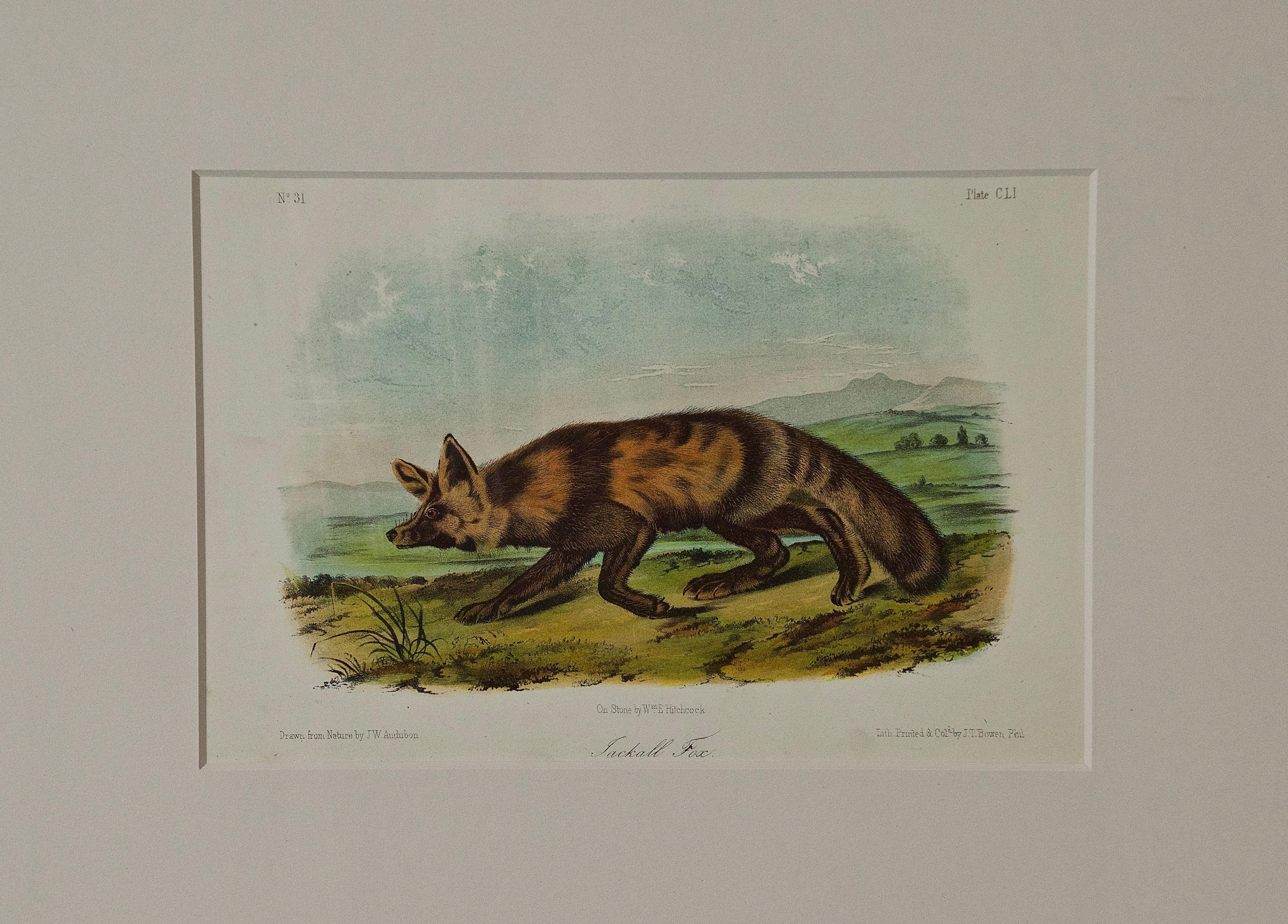 John James Audubon Animal Print - Original Audubon Hand Colored Lithograph of "Jackall Fox"