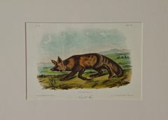 Original Audubon Hand Colored Lithograph of "Jackall Fox"