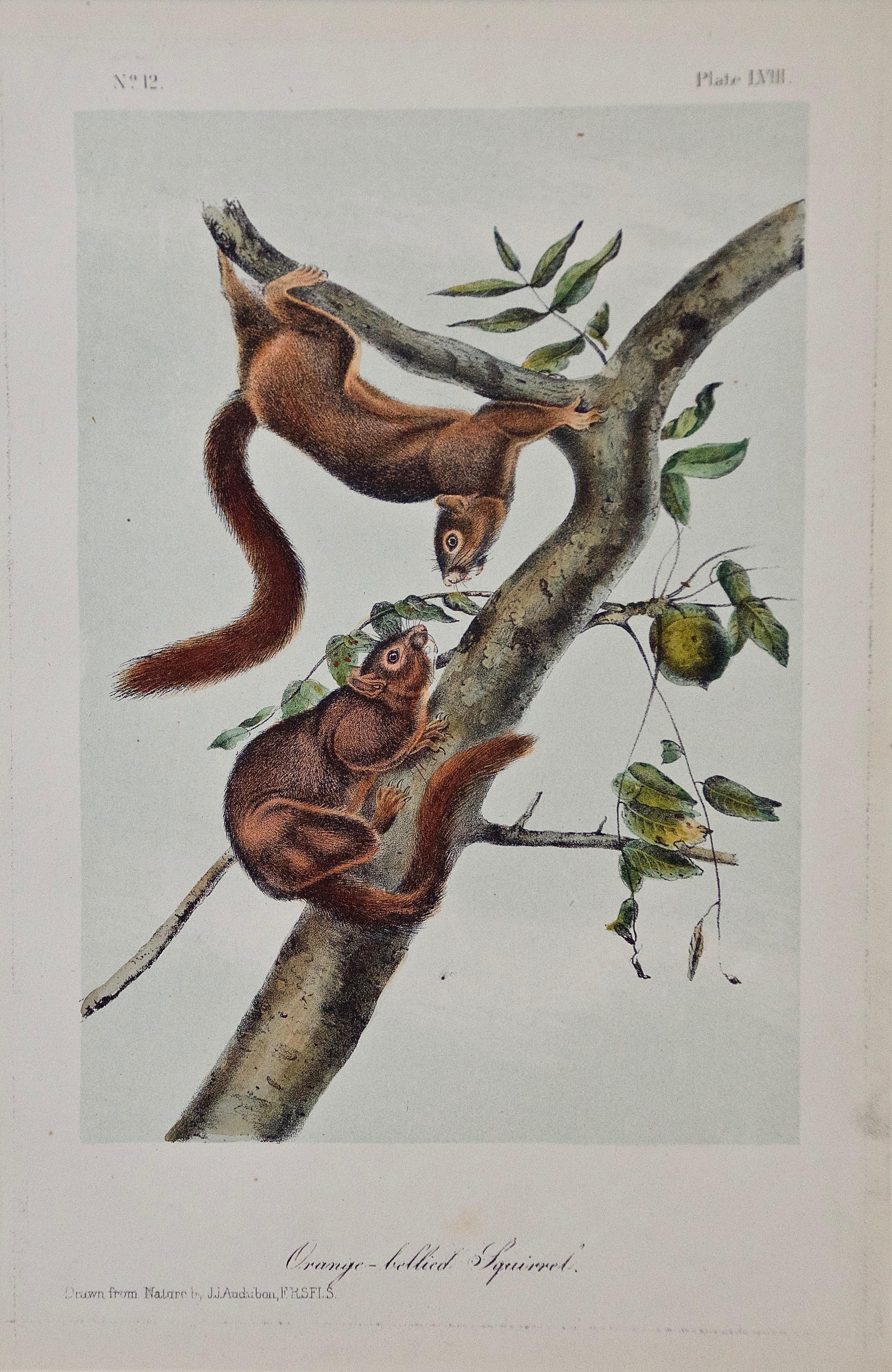 John James Audubon Animal Print - Original Audubon Hand Colored Lithograph of "Orange-bellied Squirrel"