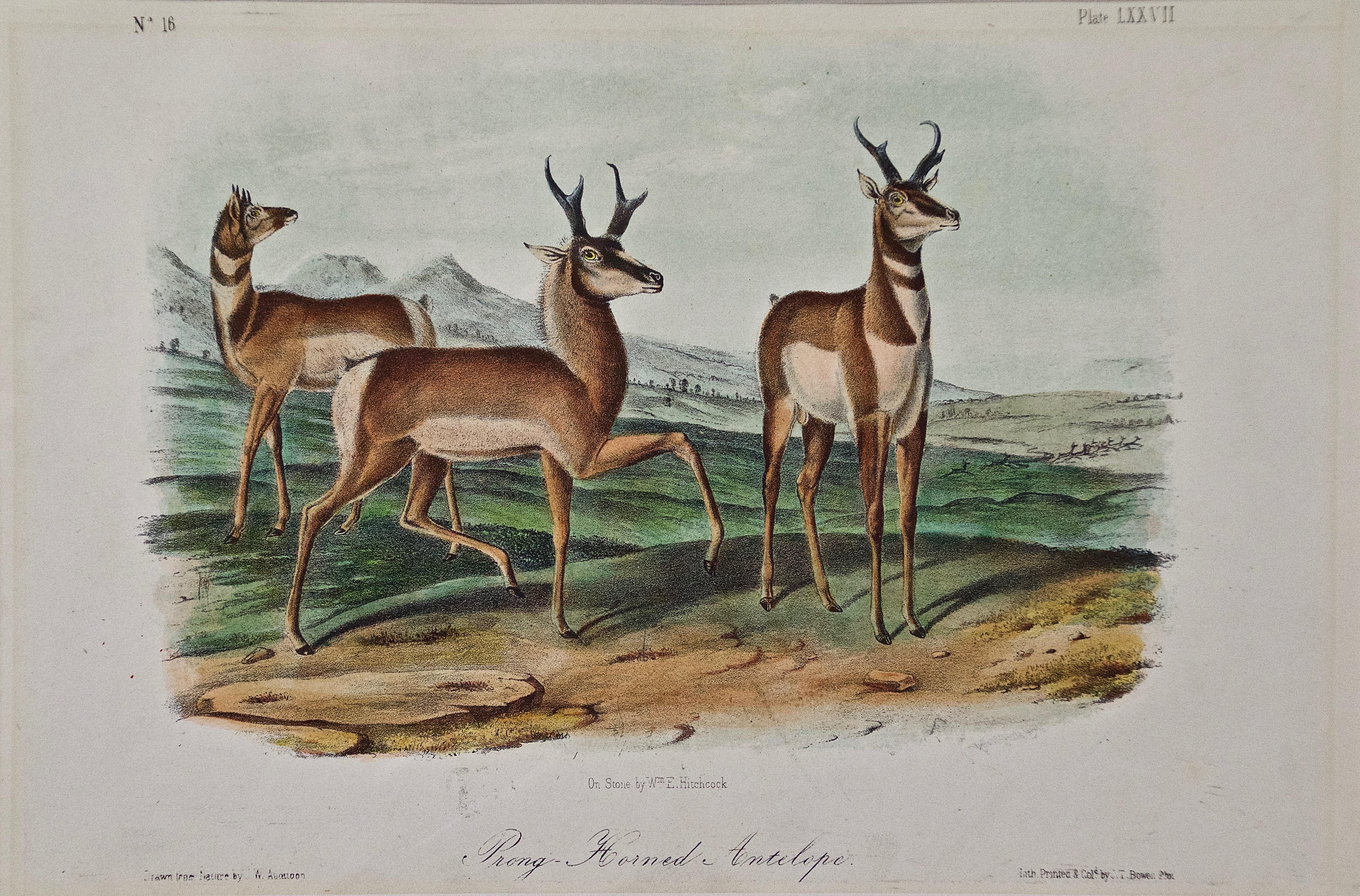 Original Audubon Hand Colored Lithograph of  