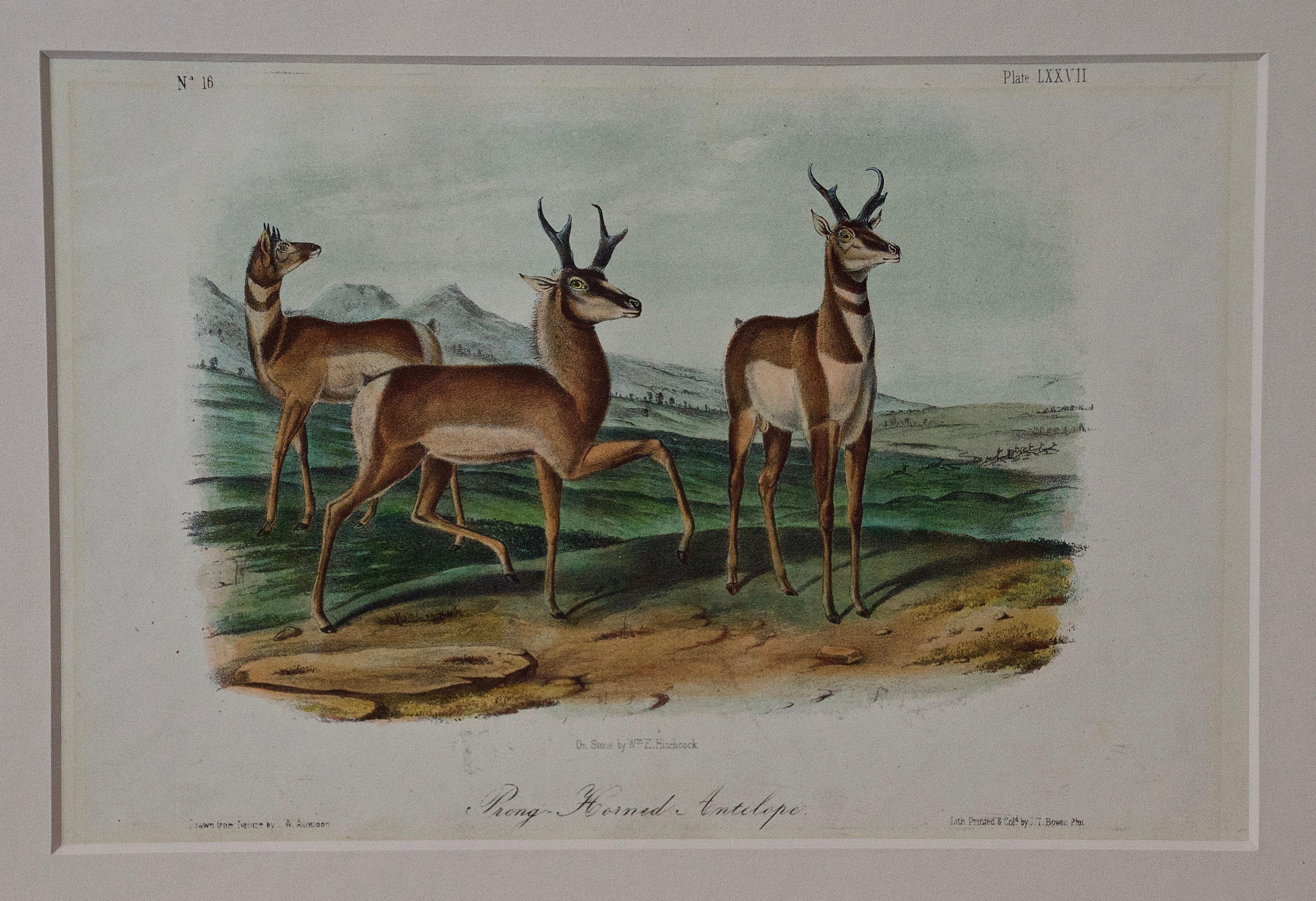 John James Audubon Animal Print - Original Audubon Hand Colored Lithograph of  "Prong-Horned Antelope"
