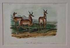 Original Audubon Hand Colored Lithograph of  "Prong-Horned Antelope"