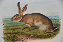 Original Audubon Hand Colored Lithograph of "Texan Hare"
