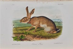 Original Audubon Hand Colored Lithograph of "Texan Hare"