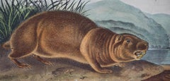 Original Audubon Hand Colored Lithograph of "The Sewellel"