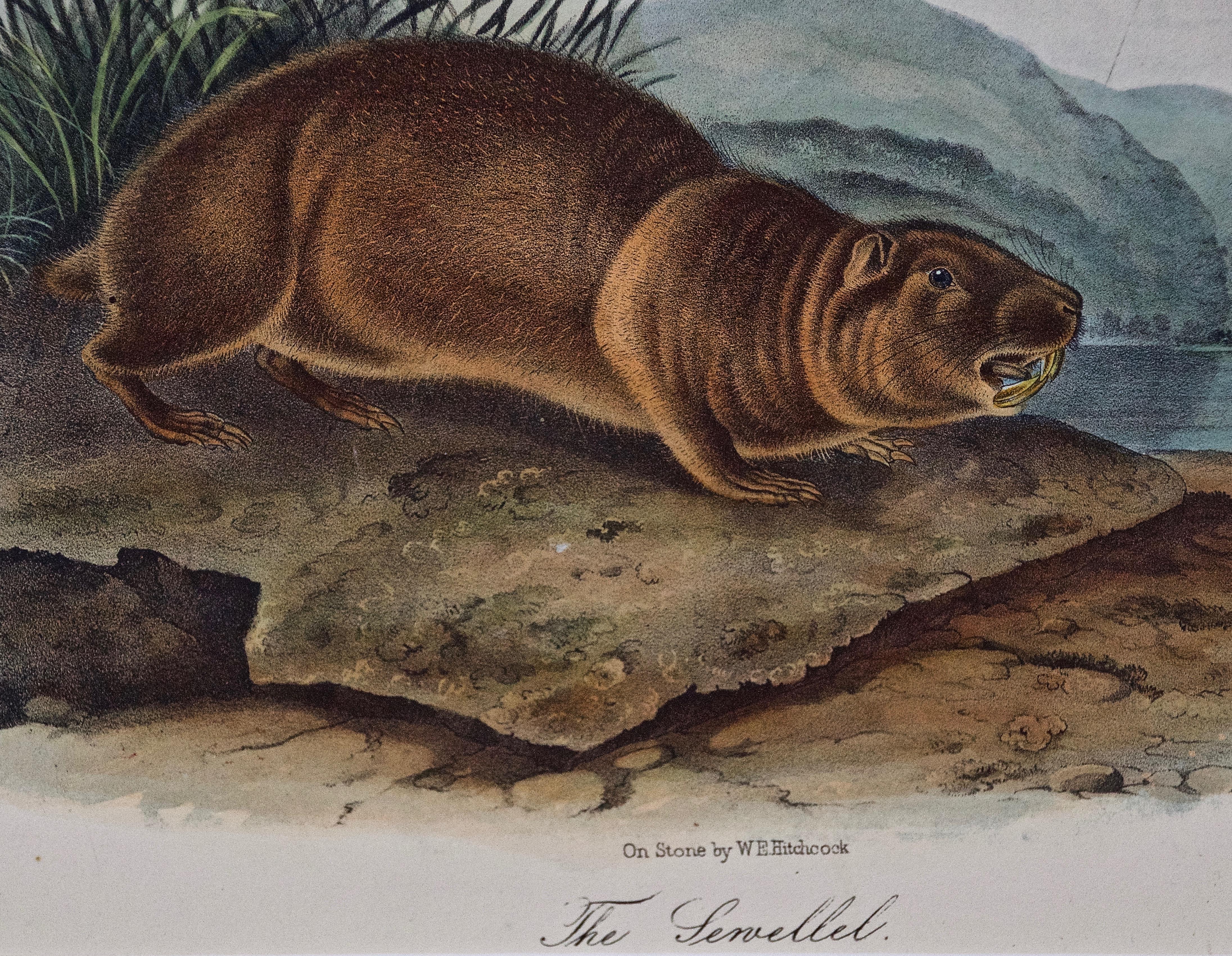 Handkolorierte Lithographie von „The Sewellel“ von Audubon (Grau), Animal Print, von John James Audubon