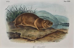 Original Audubon Hand Colored Lithograph of "The Sewellel"