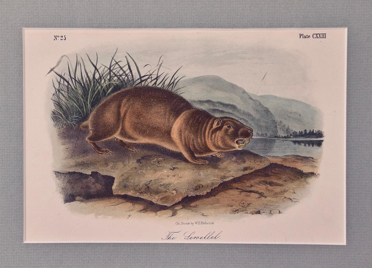 John James Audubon Animal Print – Handkolorierte Lithographie von „The Sewellel“ von Audubon