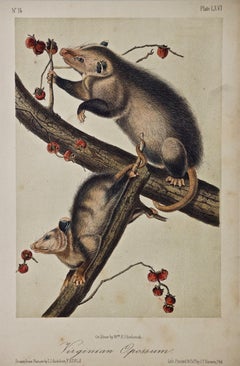 Original Audubon Hand Colored Lithograph of "Virginian Opossum"