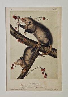 Original Audubon Hand Colored Lithograph of "Virginian Opossum"