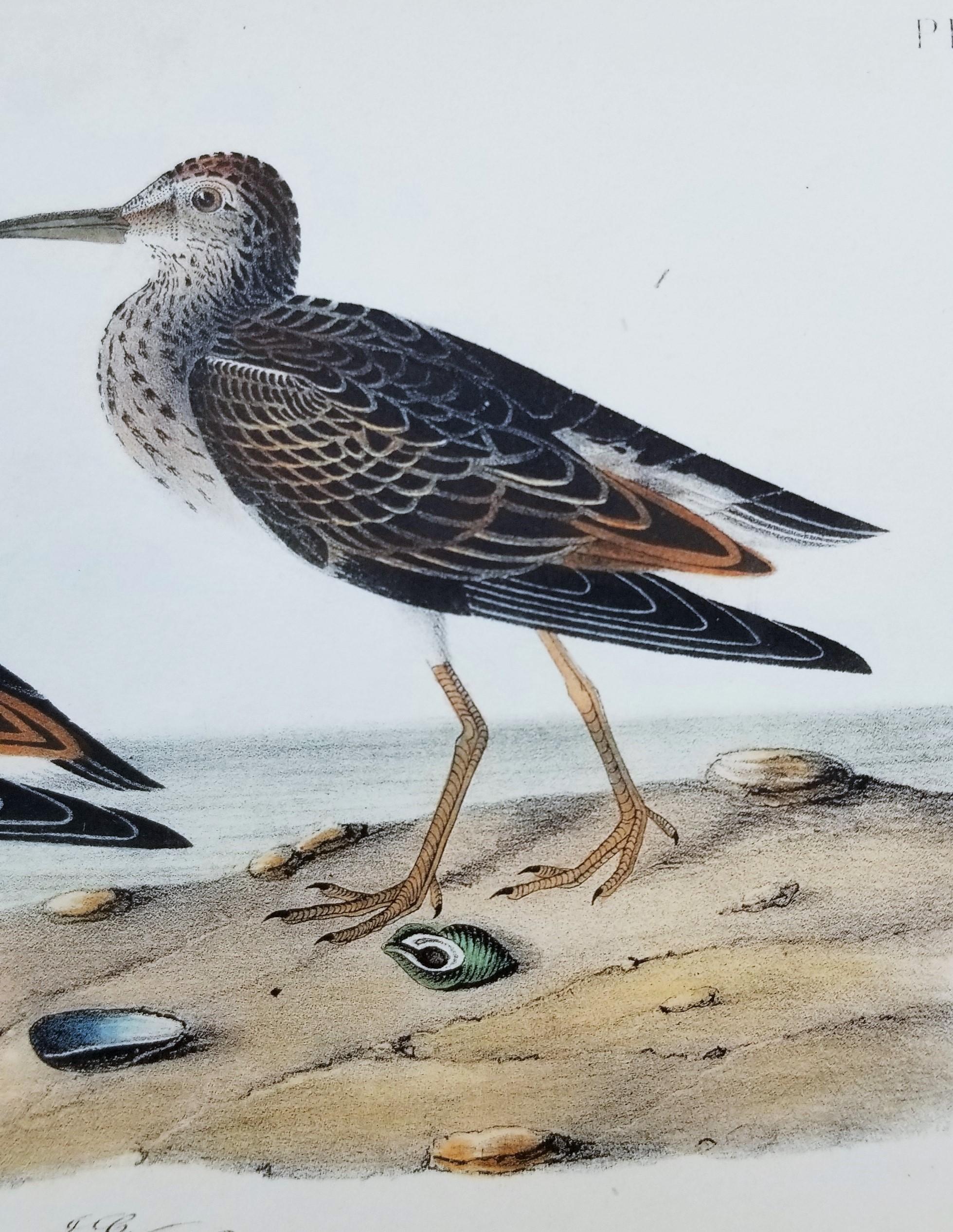 Pectoral Sandpiper /// Ornithology Bird John James Audubon Ocean Beach Shore Art 7