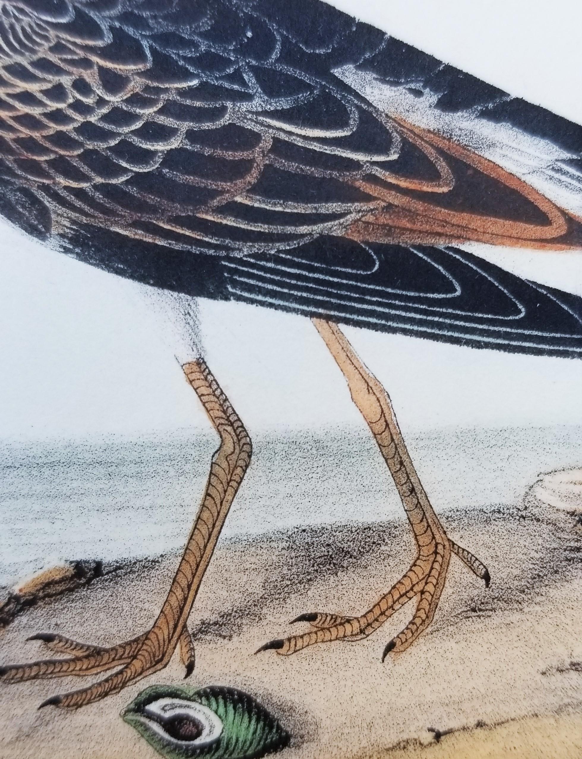 Pectoral Sandpiper /// Ornithology Bird John James Audubon Ocean Beach Shore Art 8