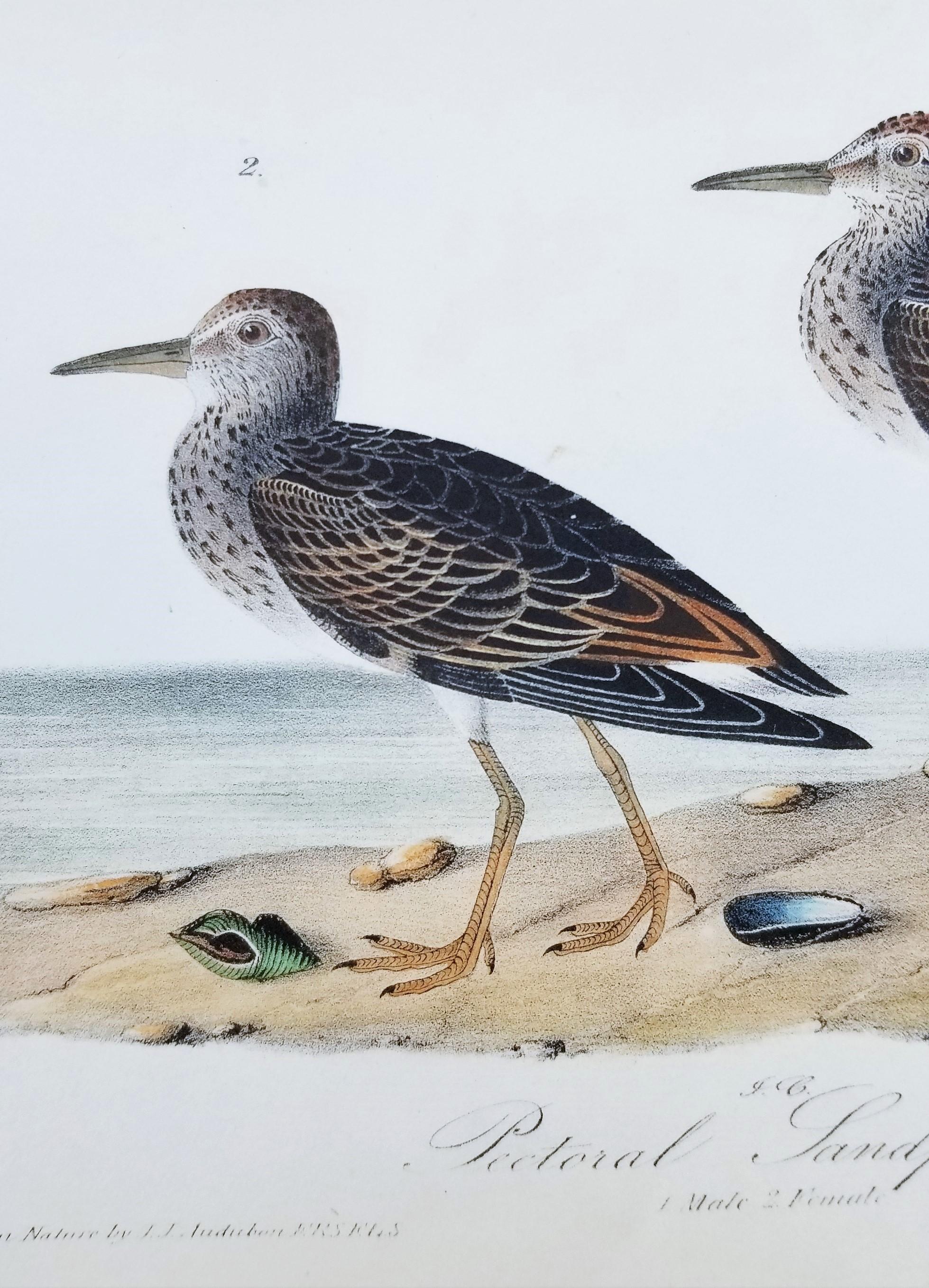 Pectoral Sandpiper /// Ornithology Bird John James Audubon Ocean Beach Shore Art 9