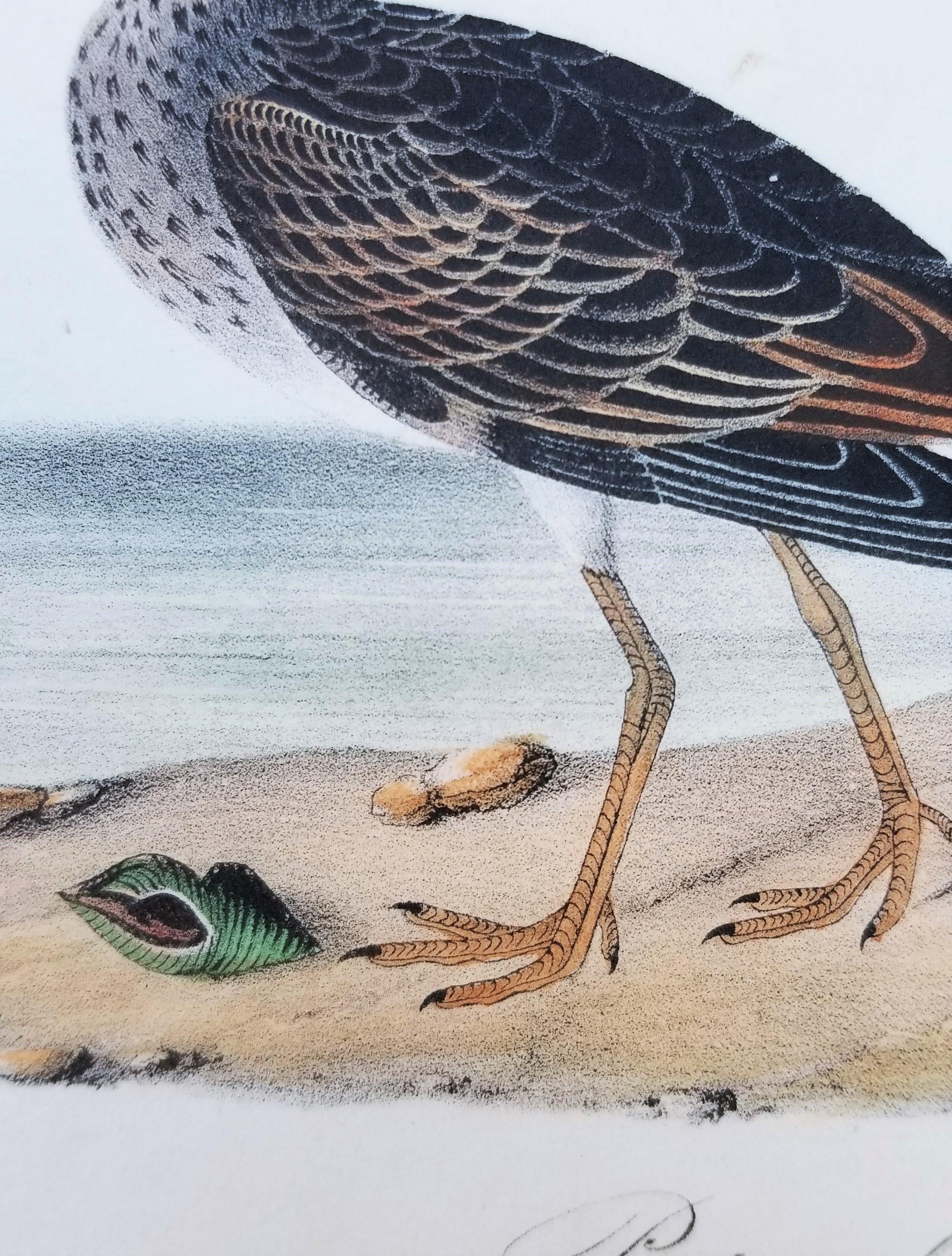 Pectoral Sandpiper /// Ornithology Bird John James Audubon Ocean Beach Shore Art 10