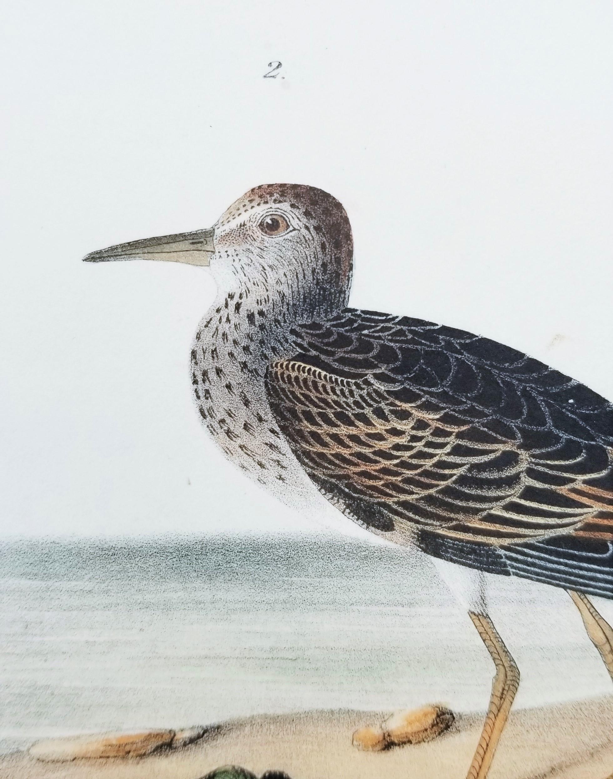Pectoral Sandpiper /// Ornithology Bird John James Audubon Ocean Beach Shore Art 11