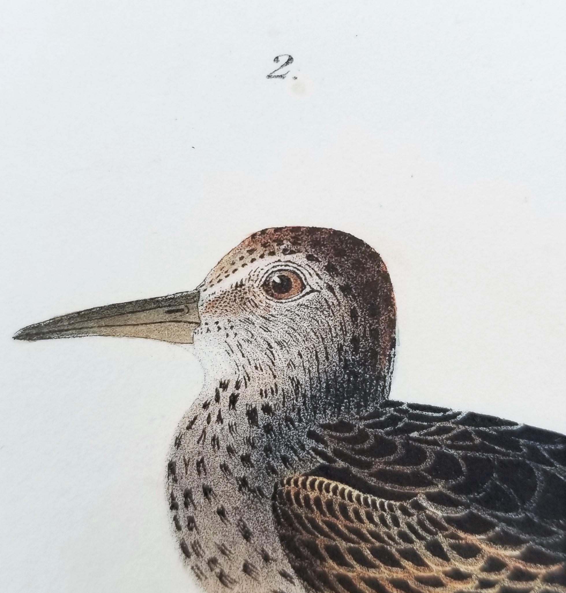 Pectoral Sandpiper /// Ornithology Bird John James Audubon Ocean Beach Shore Art 12