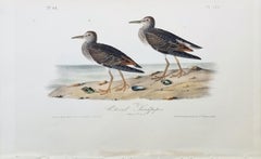 Pectoral Sandpiper /// Ornithology Bird John James Audubon Ocean Beach Shore Art