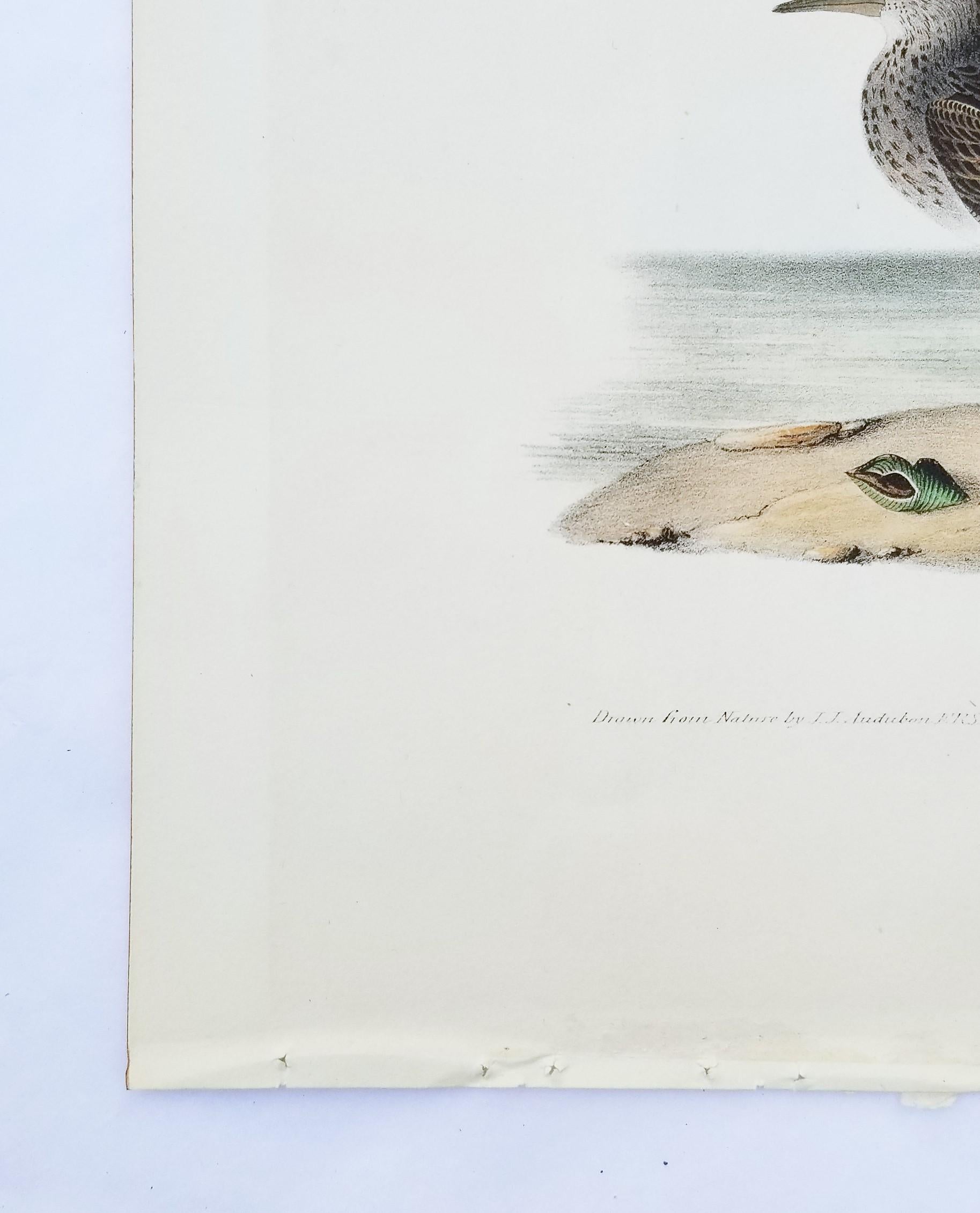 Pectoral Sandpiper /// Ornithology Bird John James Audubon Ocean Beach Shore Art 1