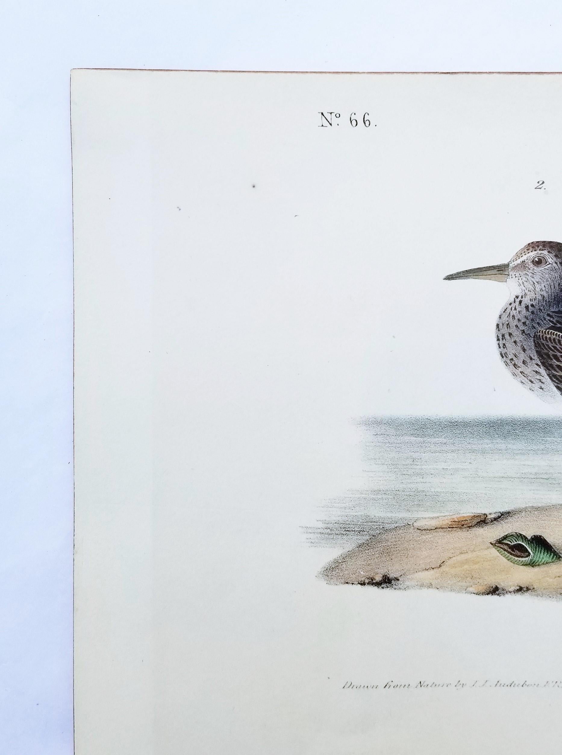 Pectoral Sandpiper /// Ornithology Bird John James Audubon Ocean Beach Shore Art 2