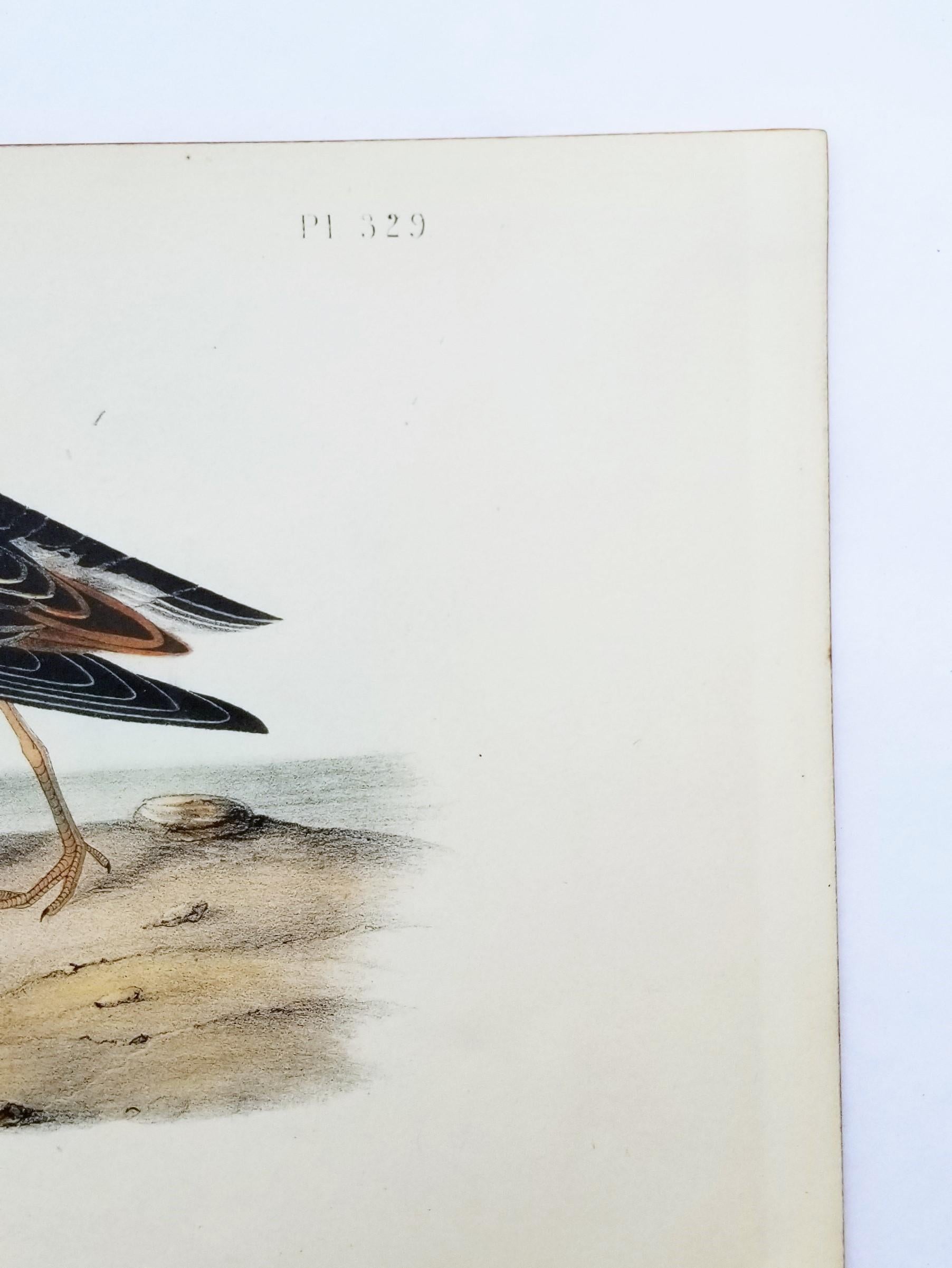 Pectoral Sandpiper /// Ornithology Bird John James Audubon Ocean Beach Shore Art 3