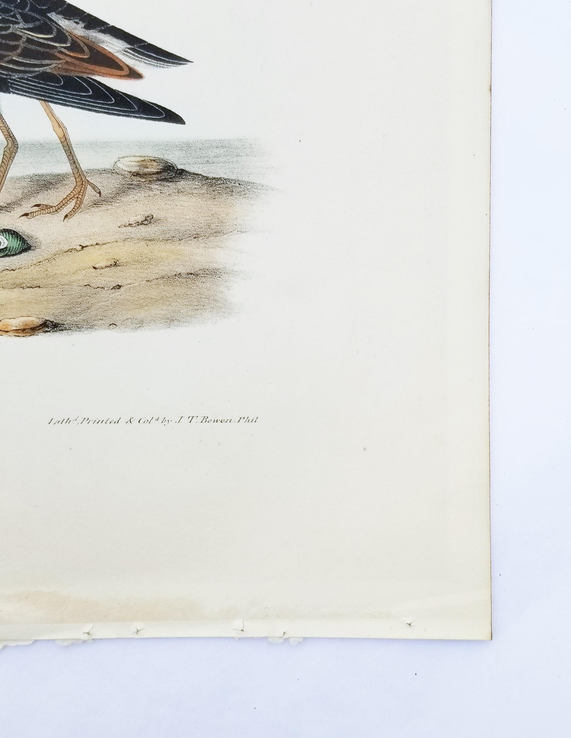 Pectoral Sandpiper /// Ornithology Bird John James Audubon Ocean Beach Shore Art 4