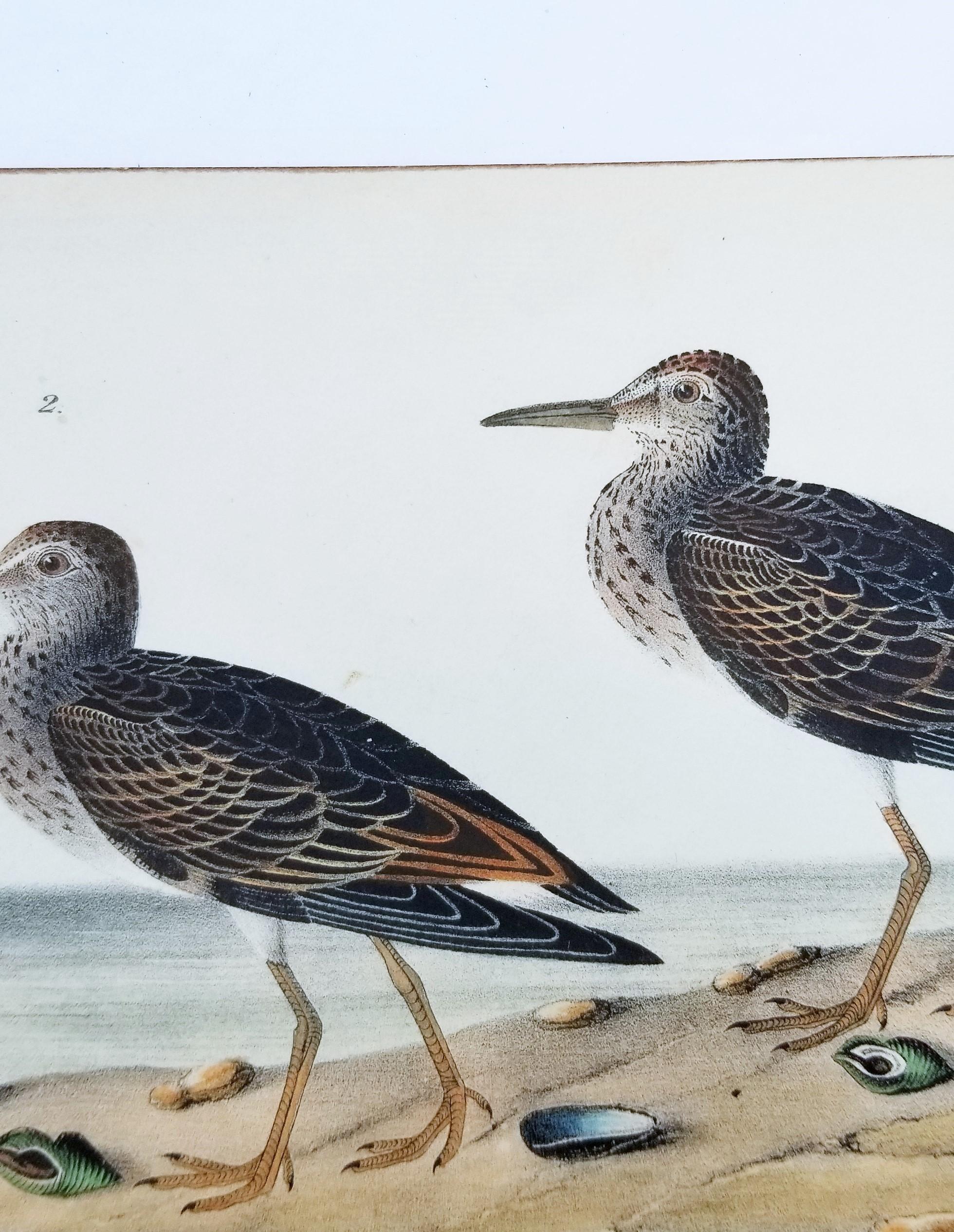 Pectoral Sandpiper /// Ornithology Bird John James Audubon Ocean Beach Shore Art 5